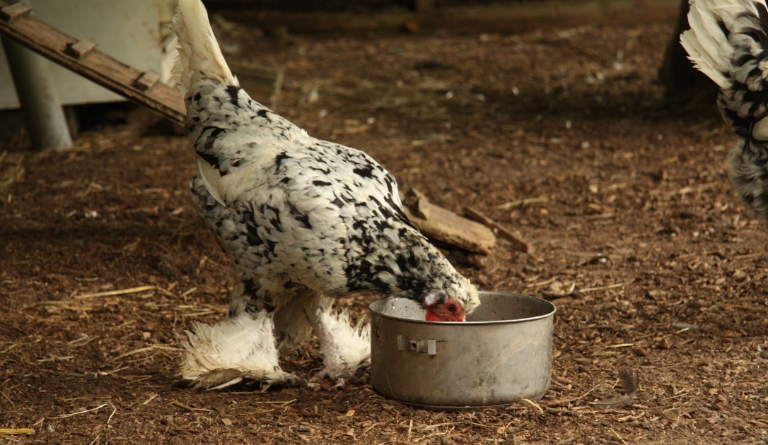 Land van herkomst, niet de oorsprong | Kijkje bij de Buuren