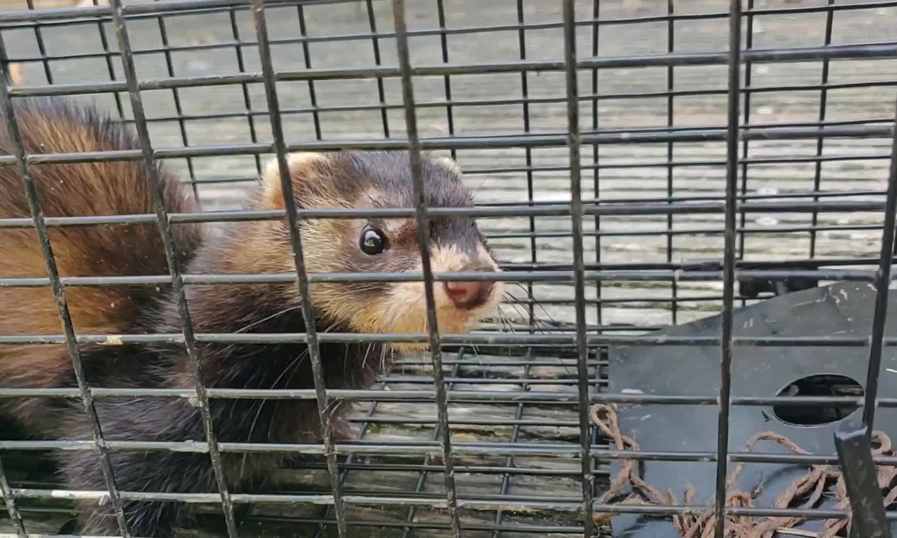 Soms zit er geen rat in de val.. Dit keer stonk de schuur als een bunzing!